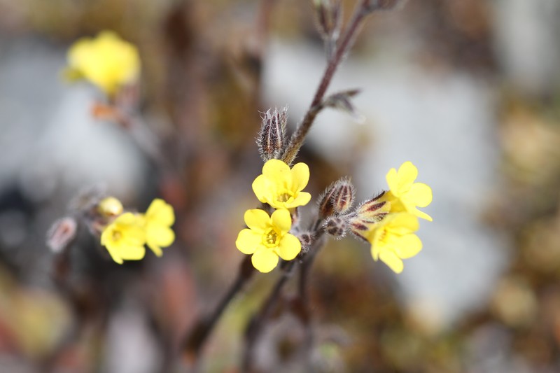 Myosotis australis subsp. australis photo 2
