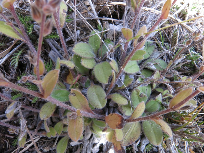 Myosotis australis subsp. australis photo 3