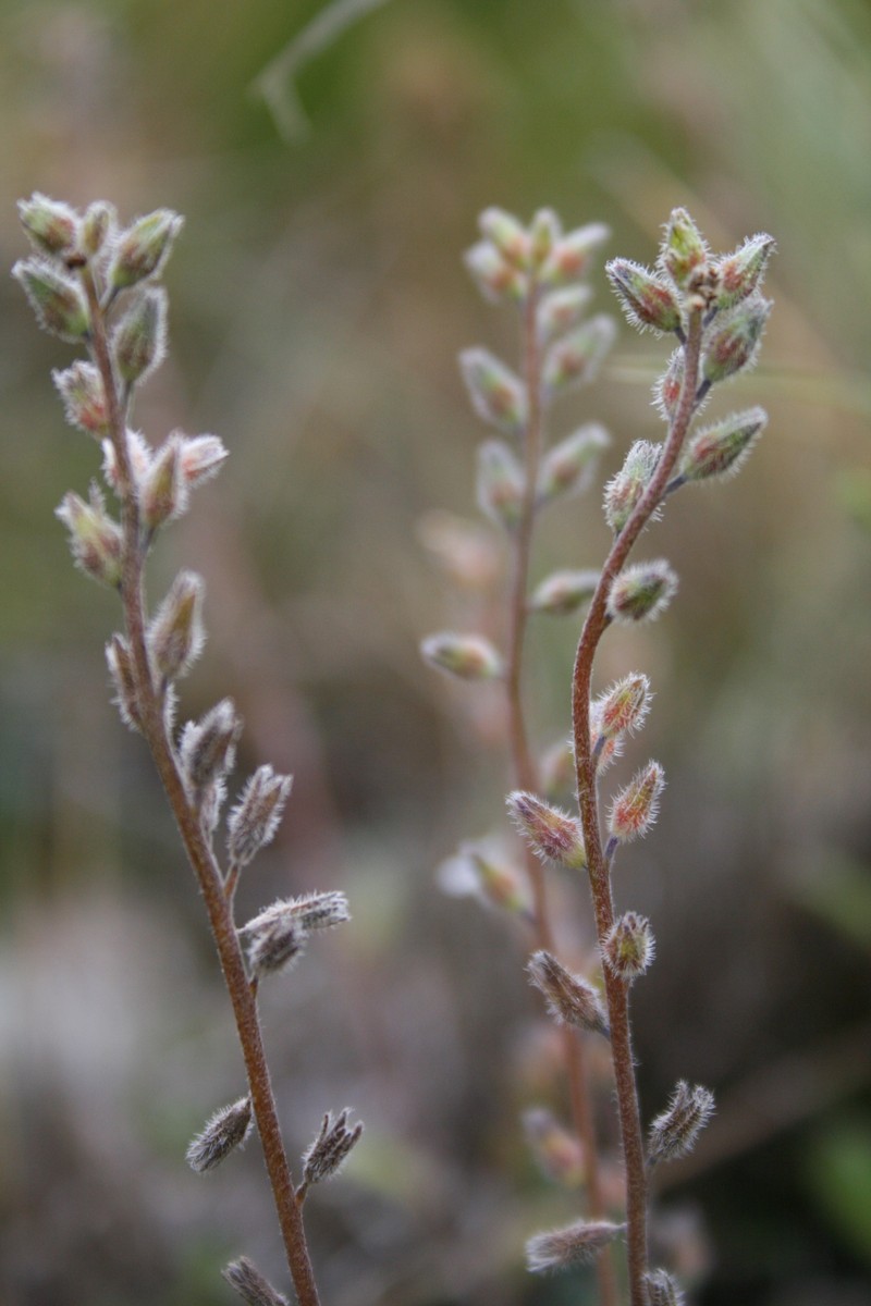 Myosotis australis subsp. australis photo 4