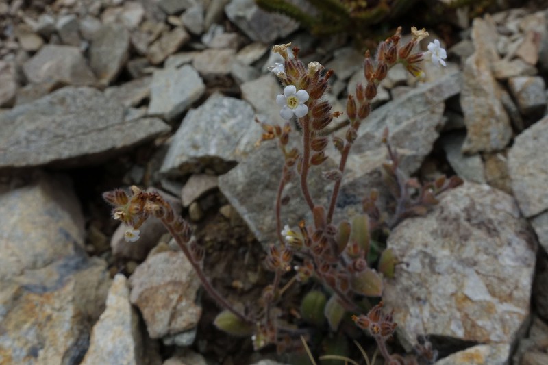 Myosotis australis subsp. australis photo 6