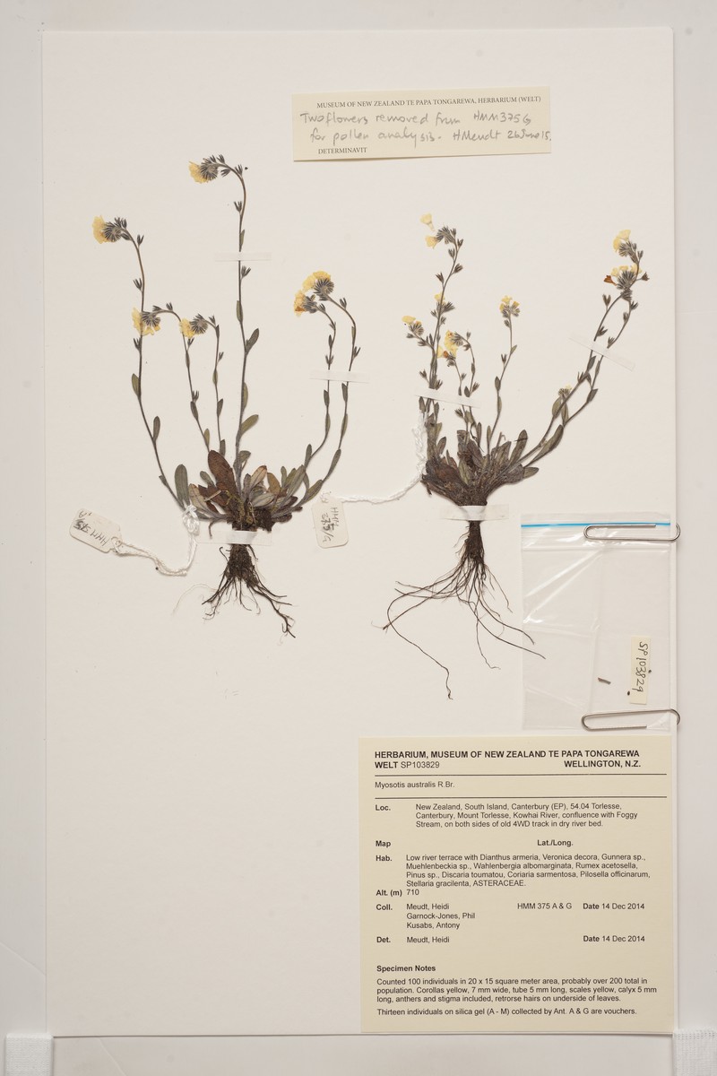 Myosotis australis subsp. australis photo 7