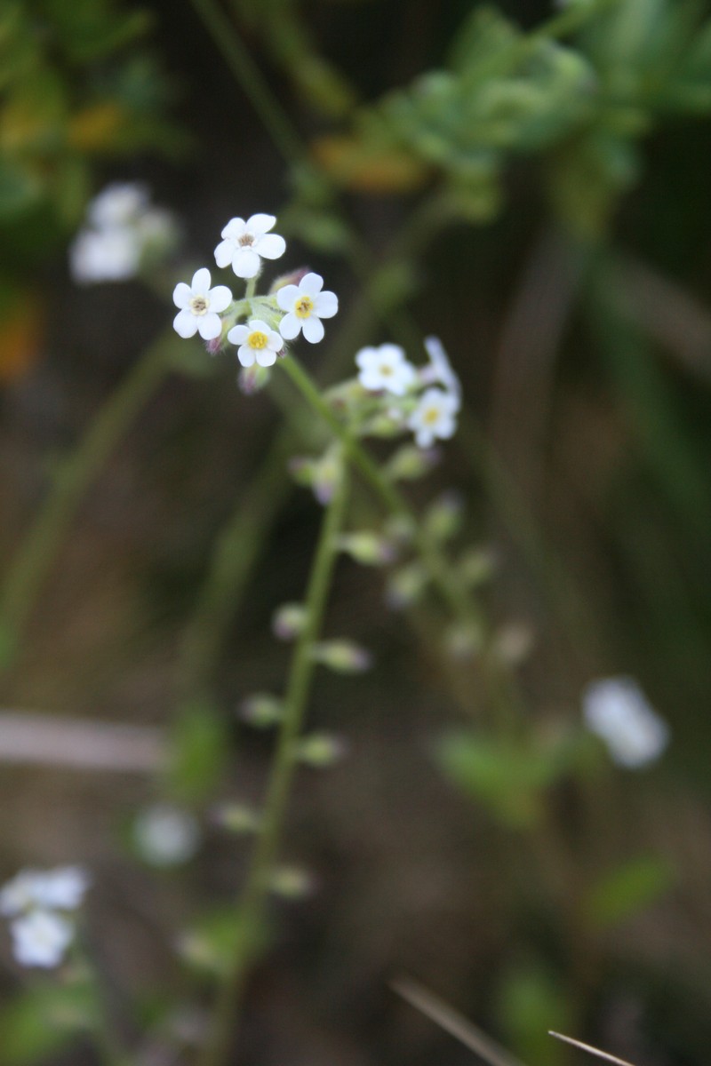 Myosotis australis subsp. australis photo 8
