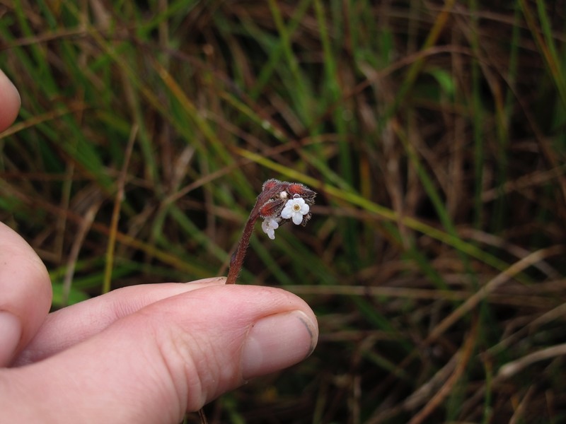 Myosotis australis subsp. saruwagedica photo 2