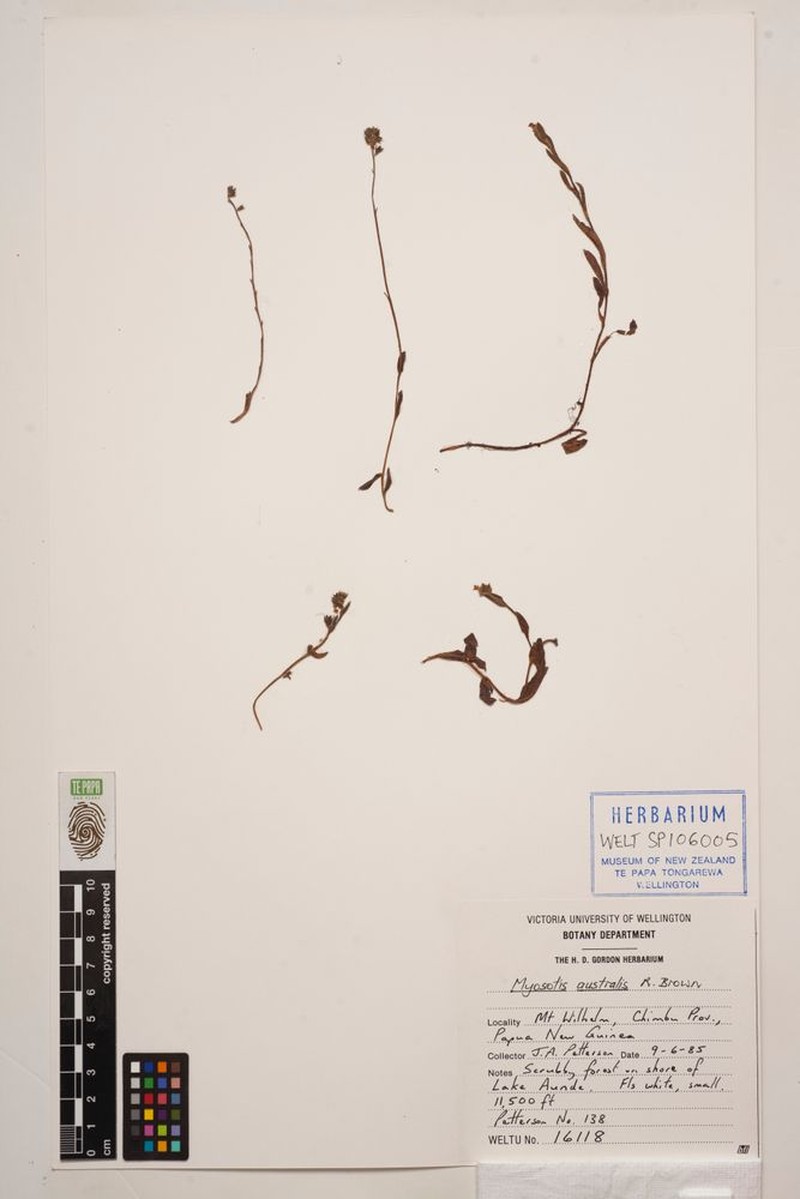 Myosotis australis subsp. saruwagedica photo 3