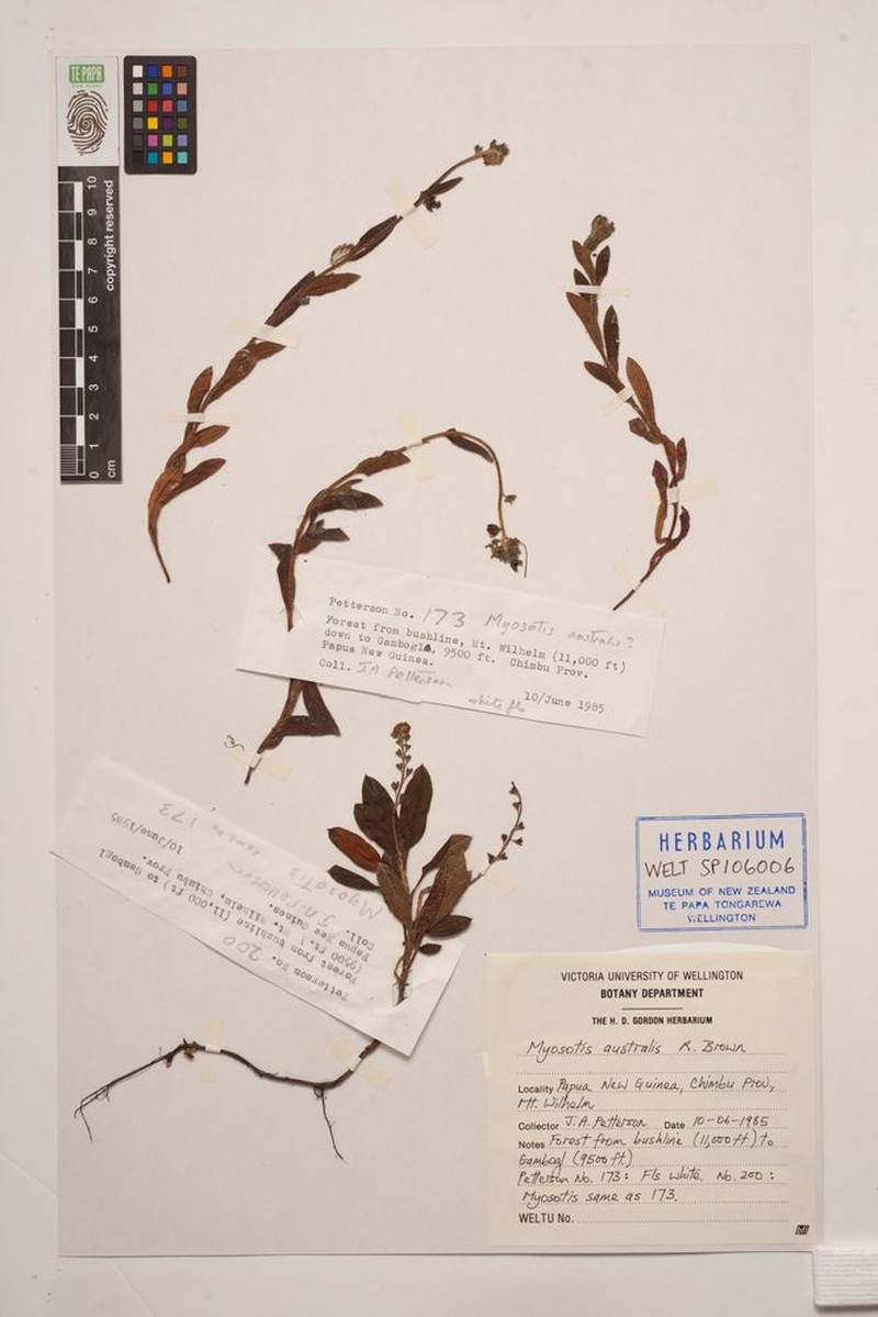 Myosotis australis subsp. saruwagedica photo 4