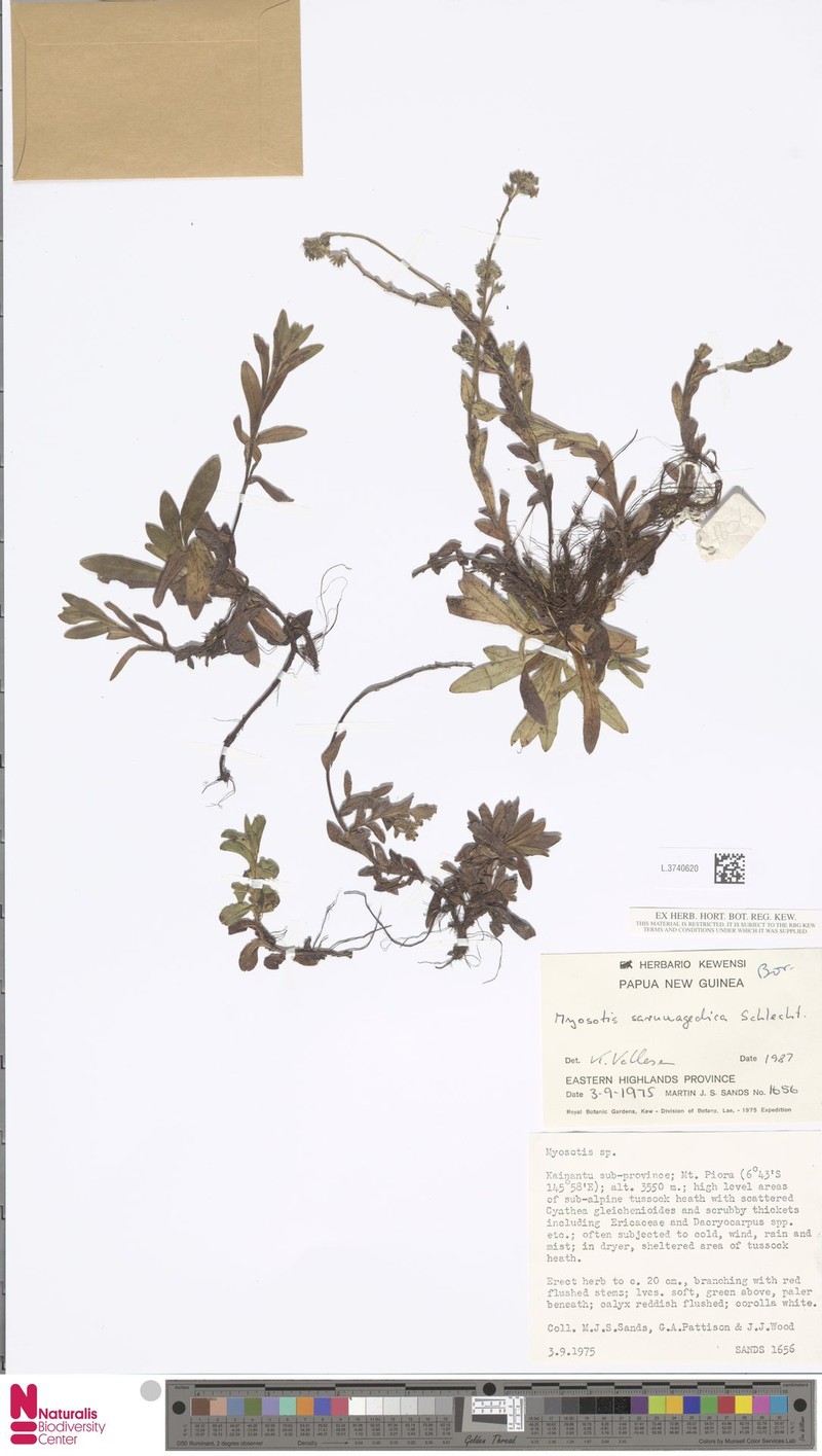 Myosotis australis subsp. saruwagedica photo 5
