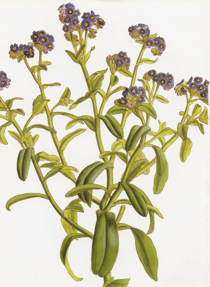 Azores Forget-Me-Not