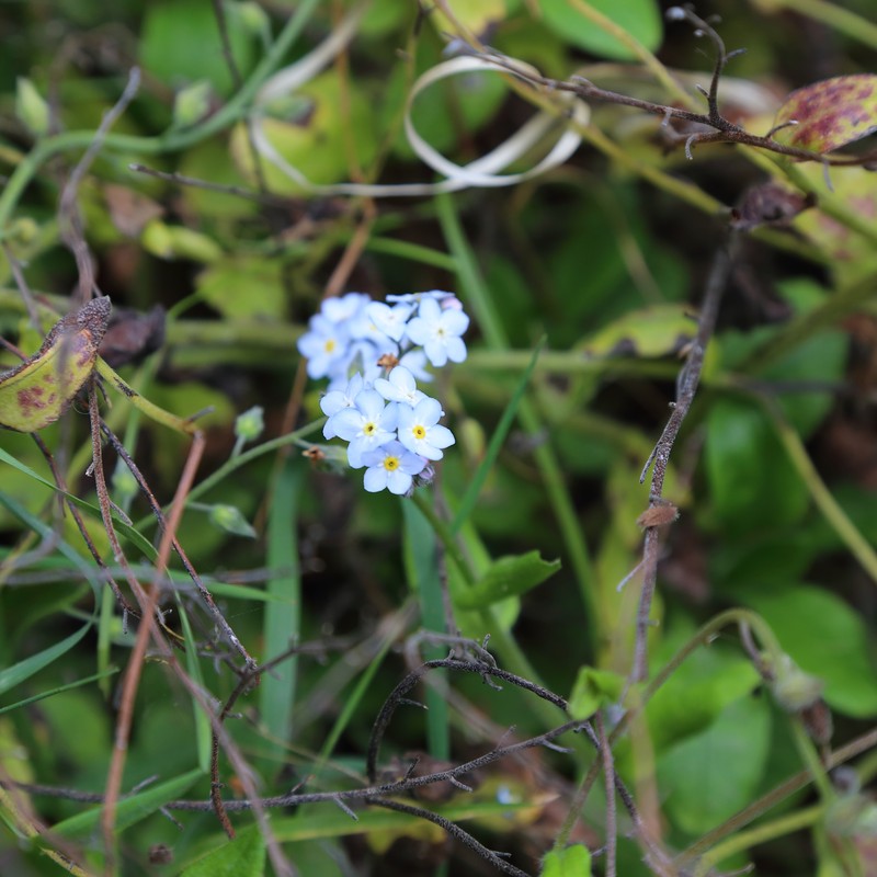 Azores Forget-Me-Not photo 2