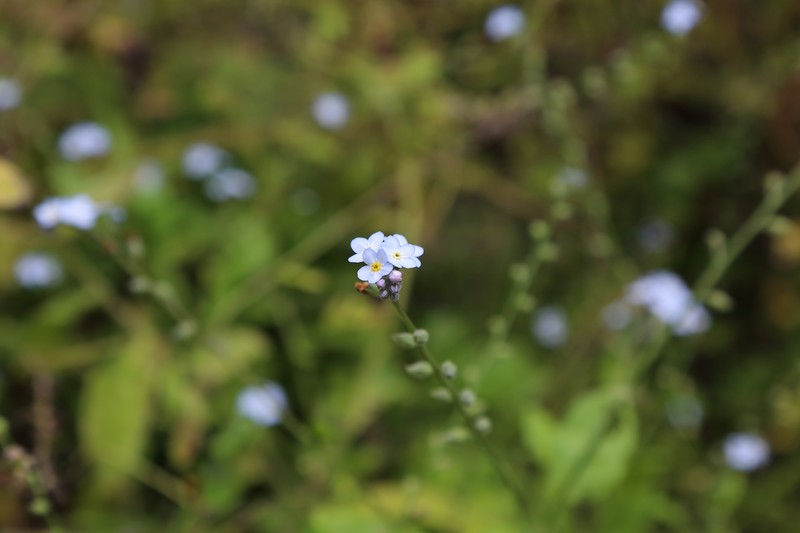 Azores Forget-Me-Not photo 3