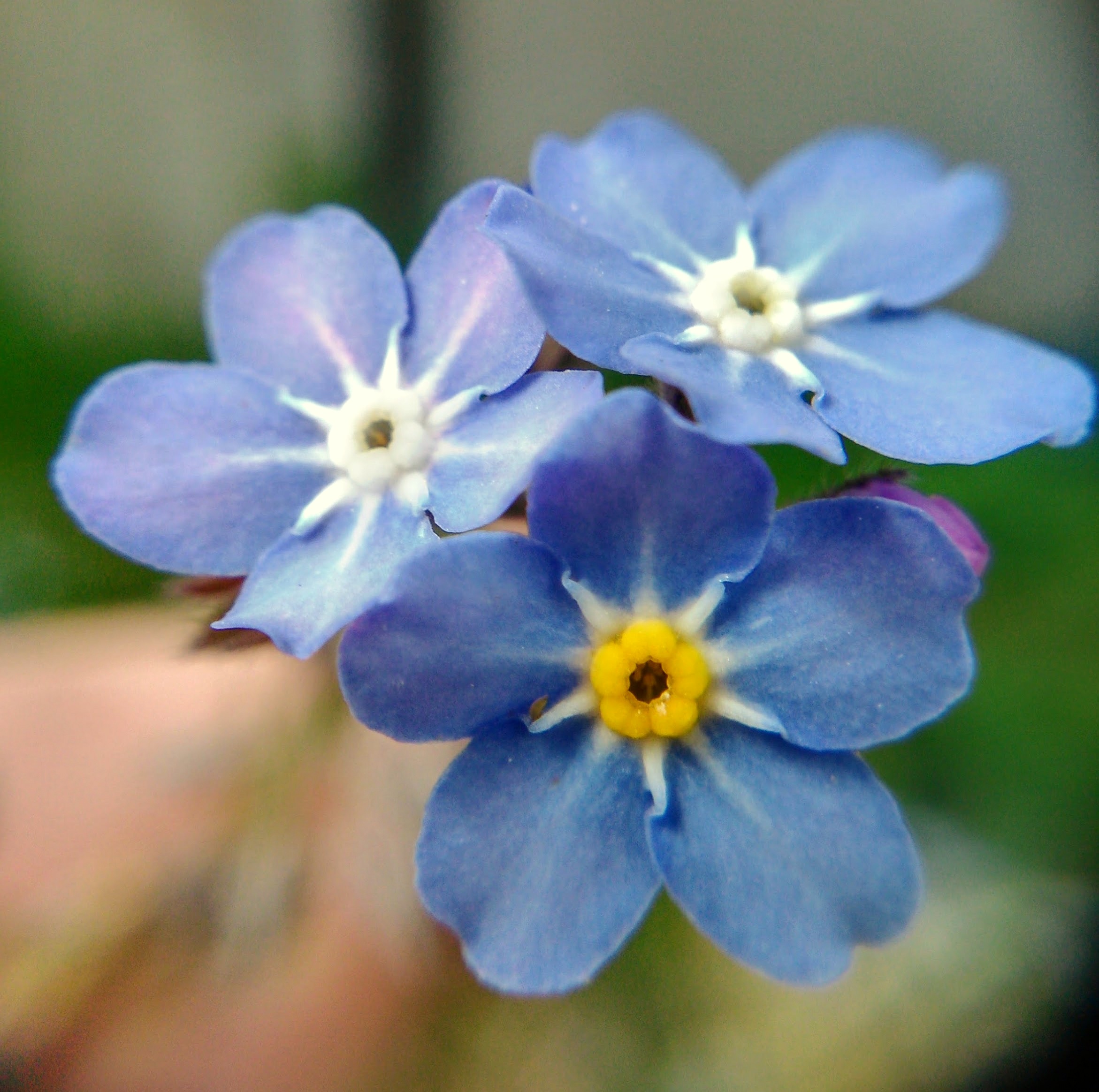 Azores Forget-Me-Not photo 4