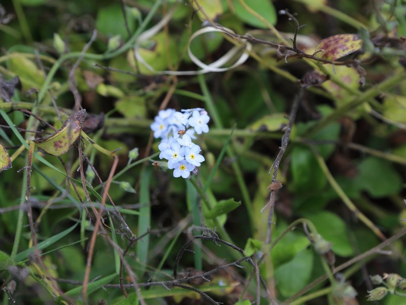 Azores Forget-Me-Not photo 5