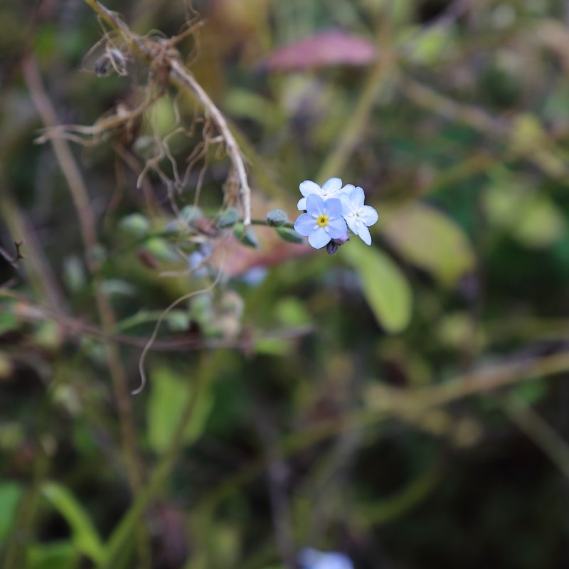 Azores Forget-Me-Not photo 6