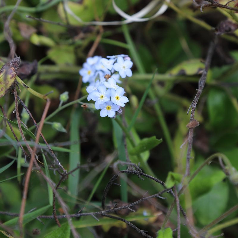Azores Forget-Me-Not photo 7