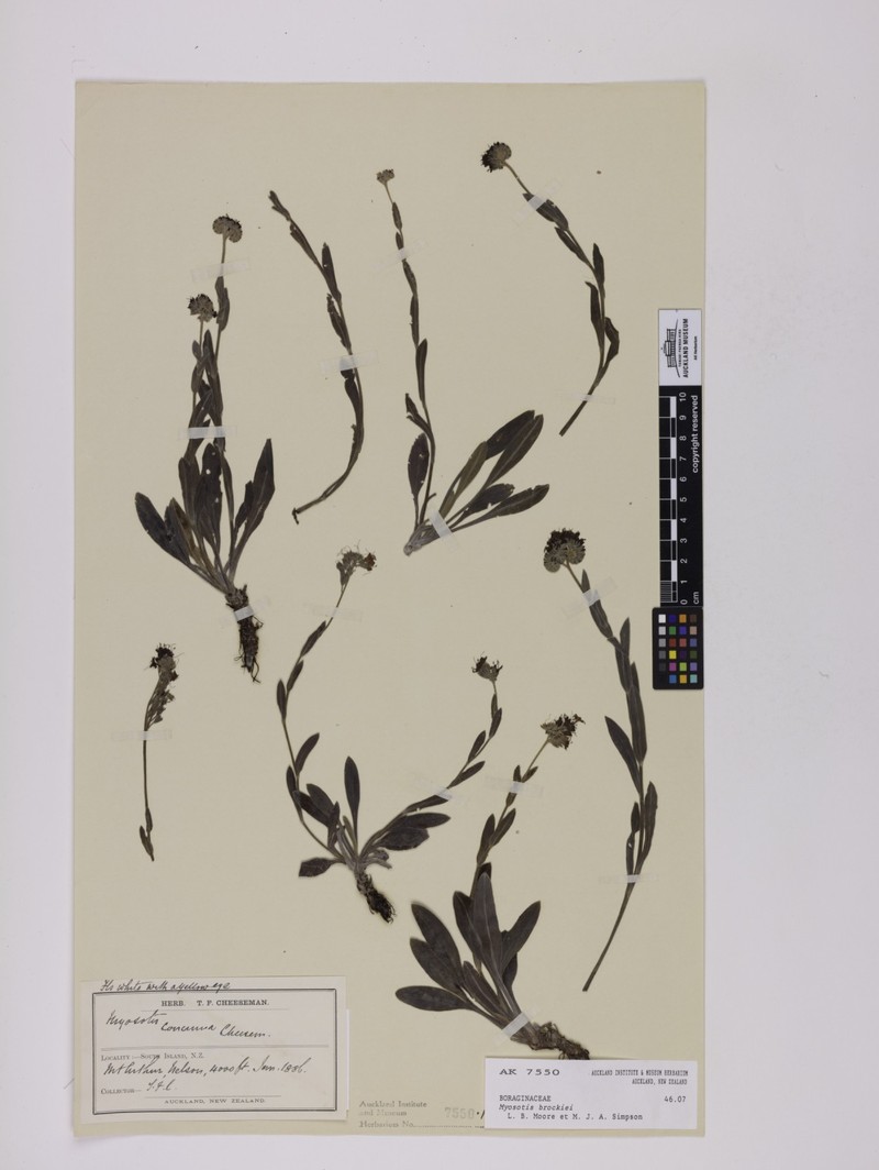Myosotis brockiei subsp. brockiei