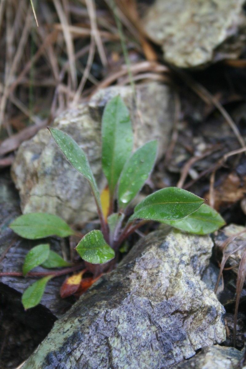 Myosotis brockiei subsp. brockiei photo 2