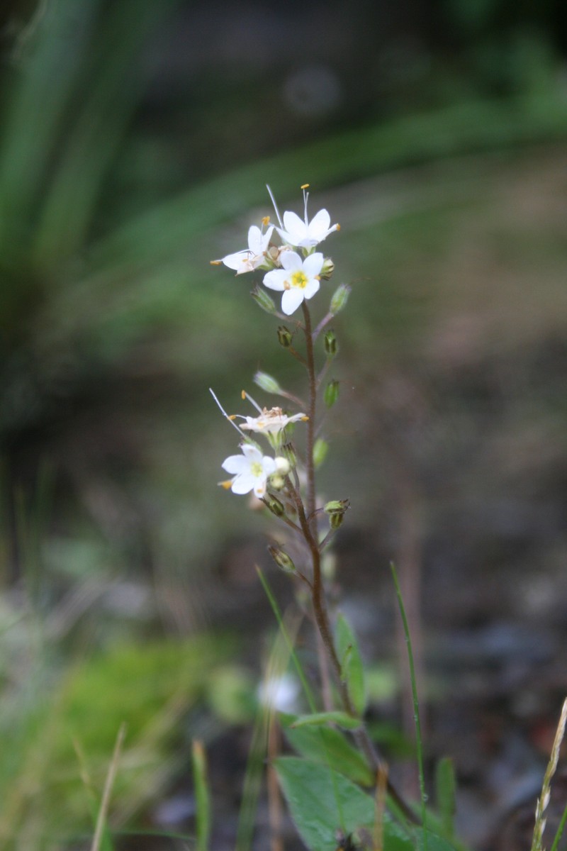 Myosotis brockiei subsp. brockiei photo 3
