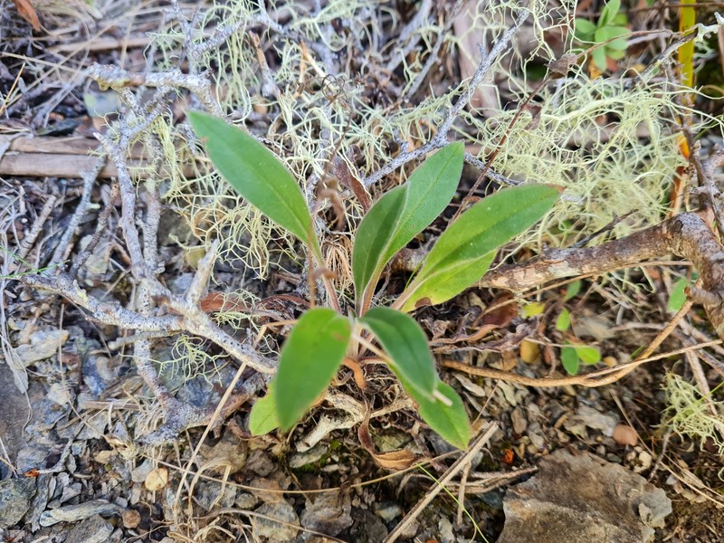 Myosotis brockiei subsp. brockiei photo 4