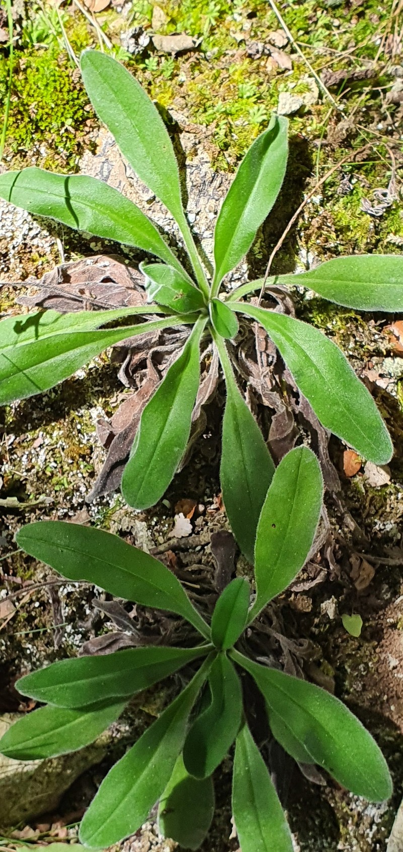 Myosotis brockiei subsp. brockiei photo 5