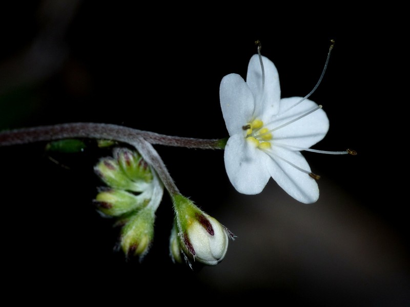 Myosotis brockiei subsp. brockiei photo 6