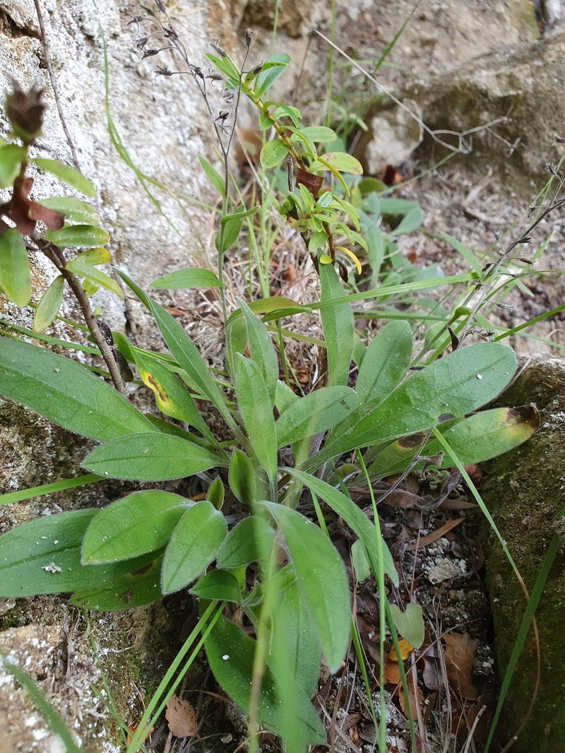 Myosotis brockiei subsp. brockiei photo 7