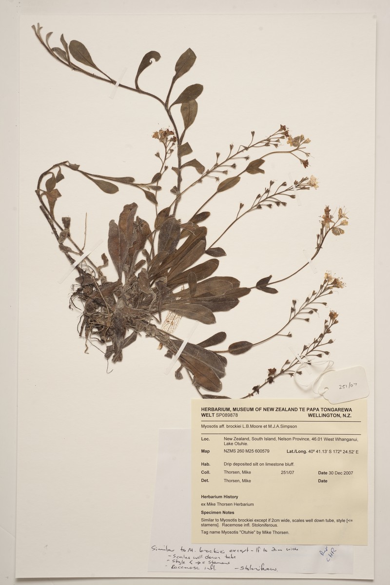 Myosotis brockiei subsp. dysis