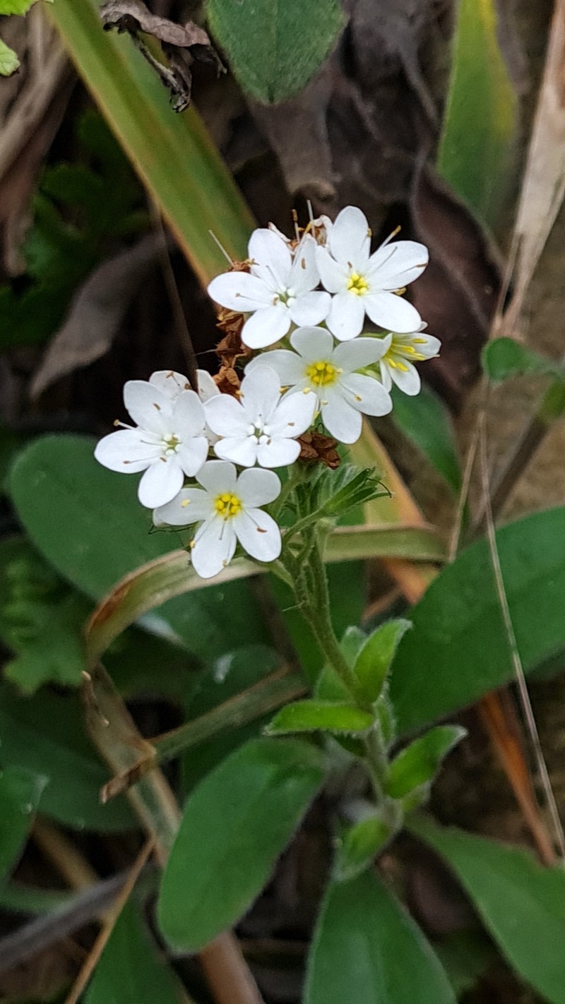 Myosotis brockiei subsp. dysis photo 2