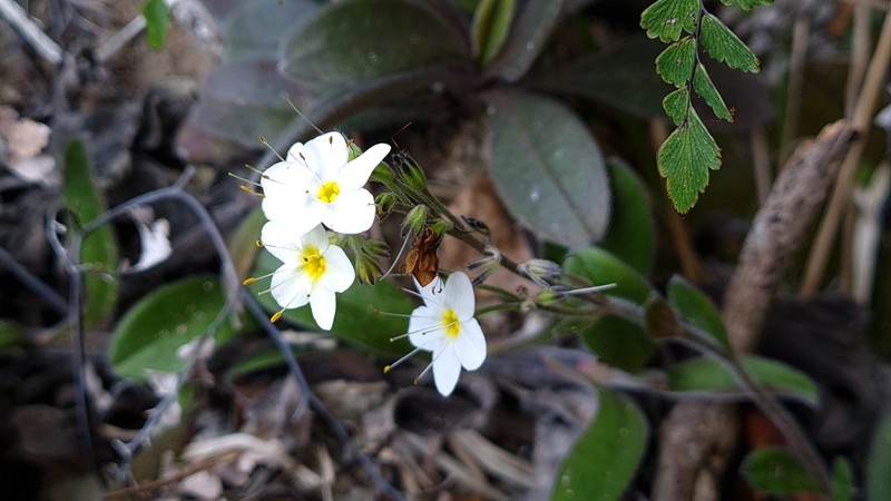 Myosotis brockiei subsp. dysis photo 3
