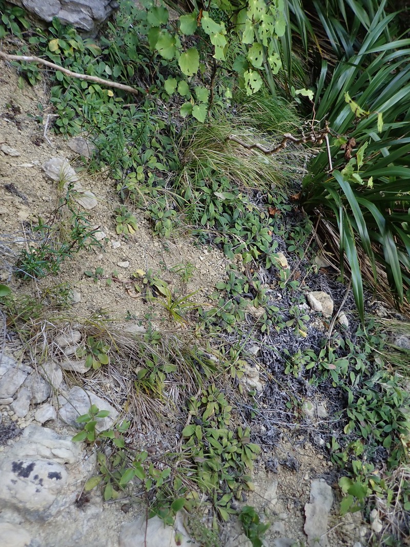 Myosotis brockiei subsp. dysis photo 4
