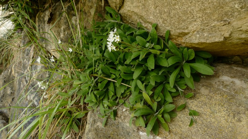Myosotis brockiei subsp. dysis photo 5