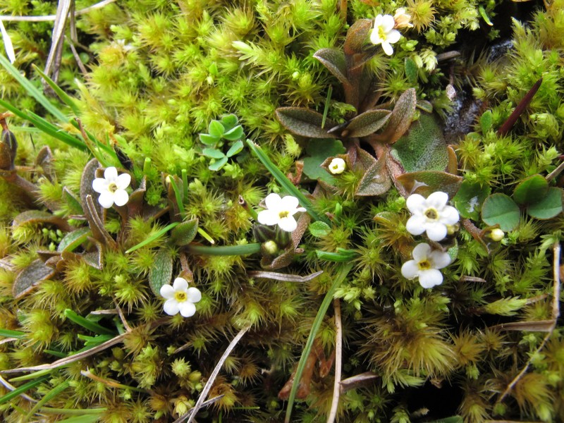 Myosotis bryonoma