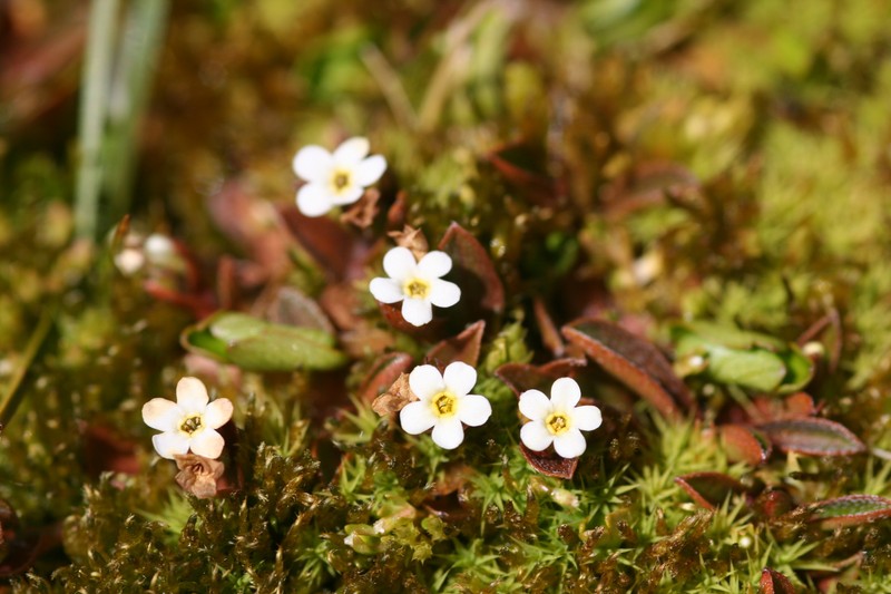 Myosotis bryonoma photo 2