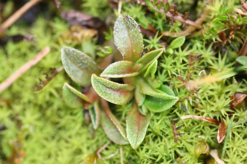 Myosotis bryonoma photo 3