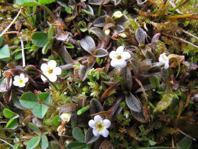 Myosotis bryonoma photo 6