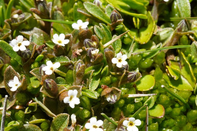 Myosotis bryonoma photo 7