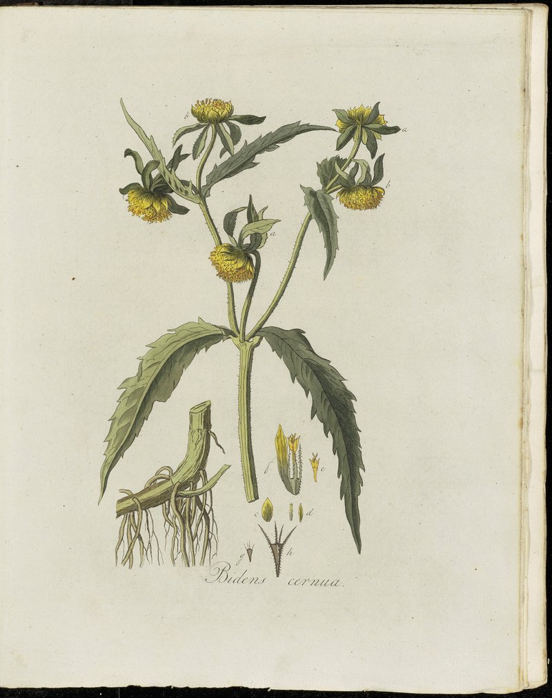 Myosotis canescens