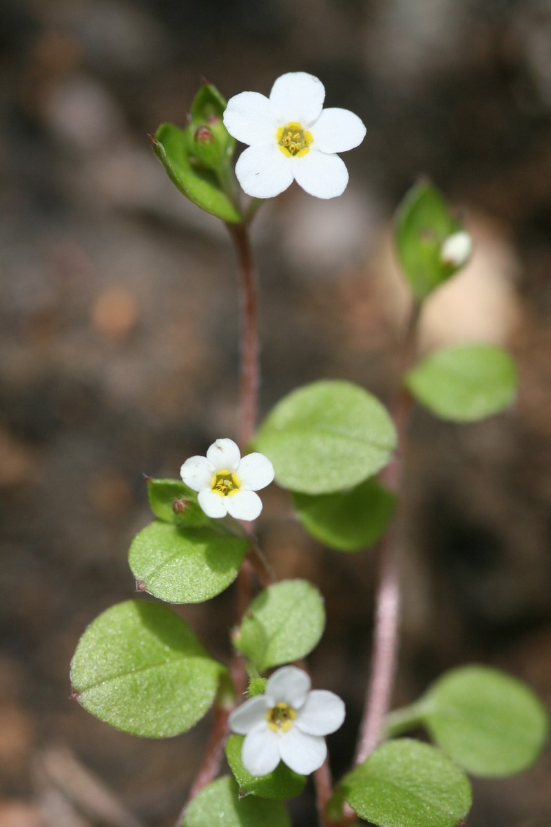 Myosotis chaffeyorum photo 2