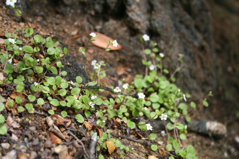 Myosotis chaffeyorum photo 3