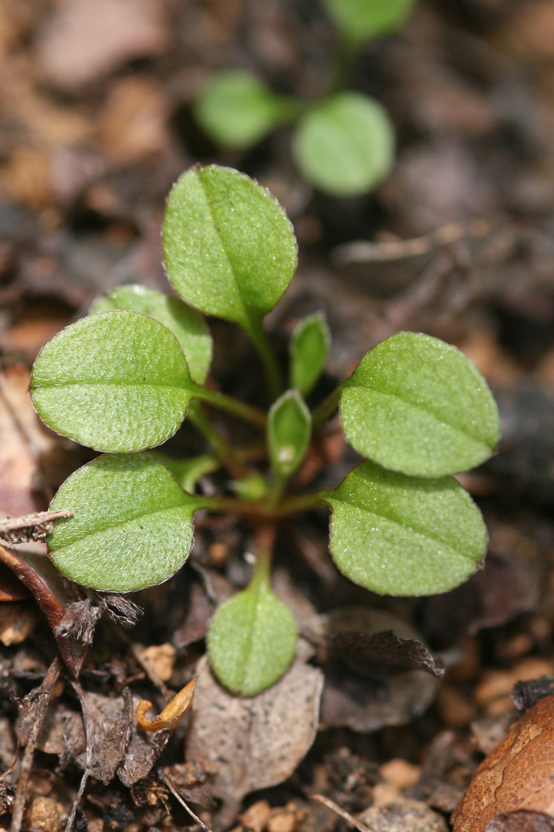Myosotis chaffeyorum photo 4