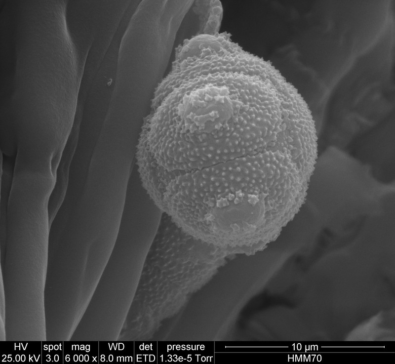 Myosotis chaffeyorum photo 5