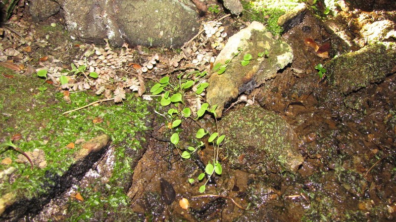 Myosotis chaffeyorum photo 6