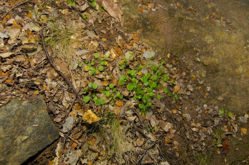 Myosotis chaffeyorum photo 7