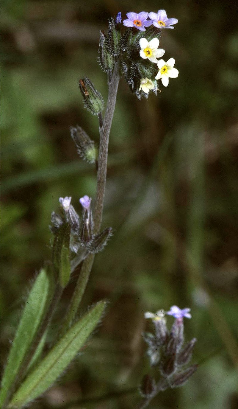 Changing Forget-Me-Not photo 2
