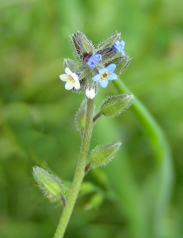 Changing Forget-Me-Not photo 3