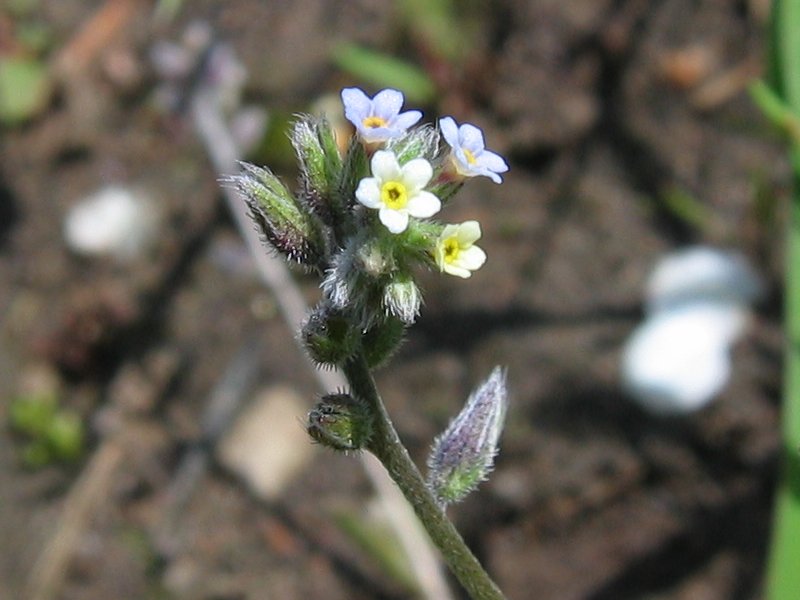 Changing Forget-Me-Not photo 5