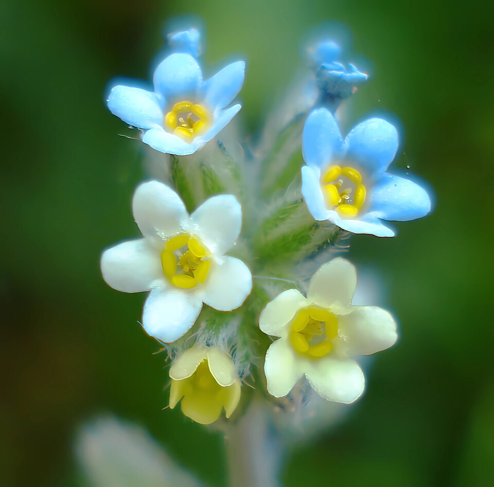 Changing Forget-Me-Not photo 6