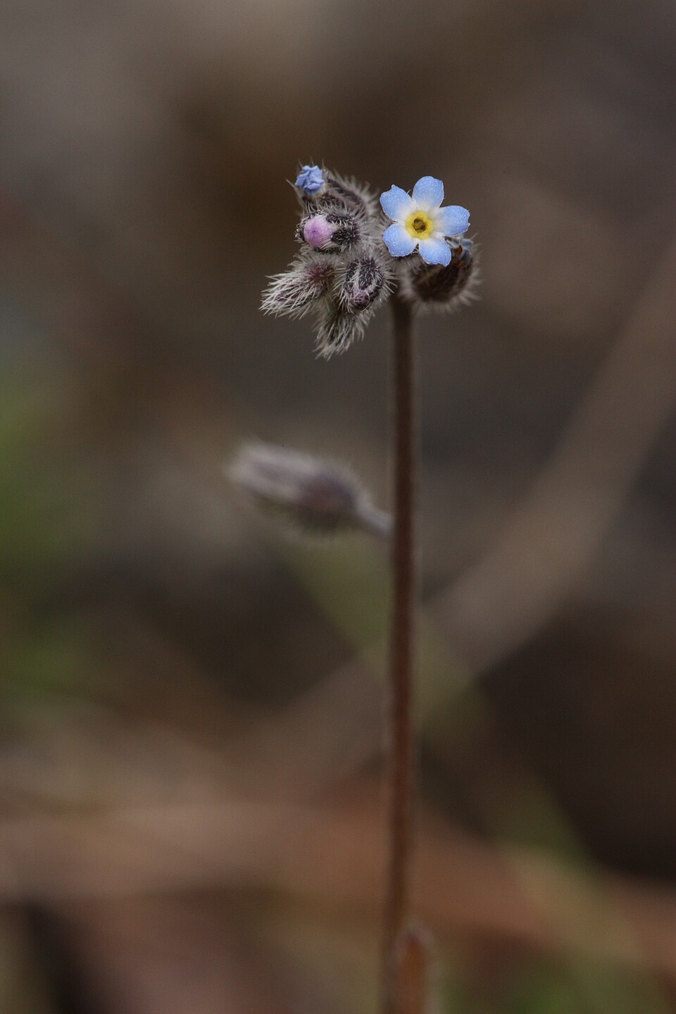 Changing Forget-Me-Not photo 7