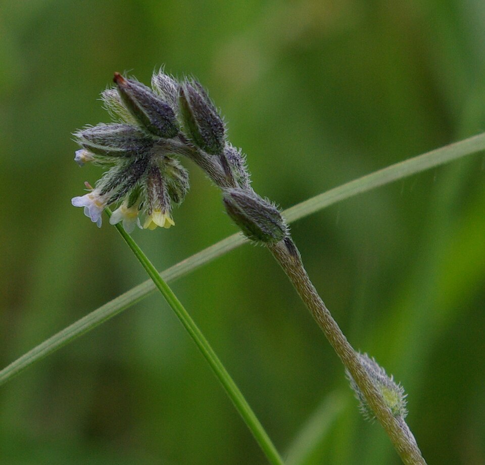 Changing Forget-Me-Not photo 8