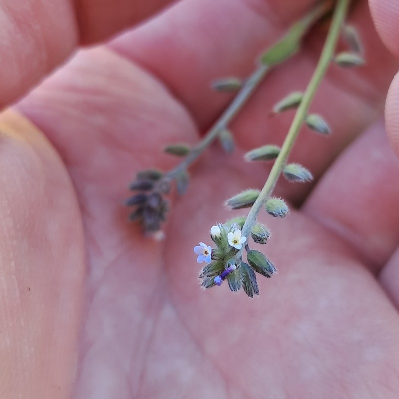 Myosotis discolor subsp. canariensis