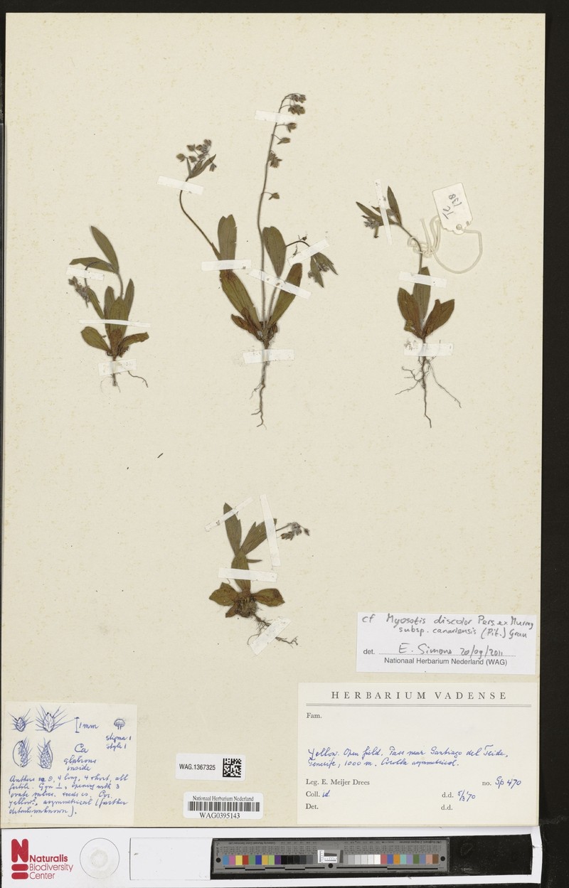 Myosotis discolor subsp. canariensis photo 2