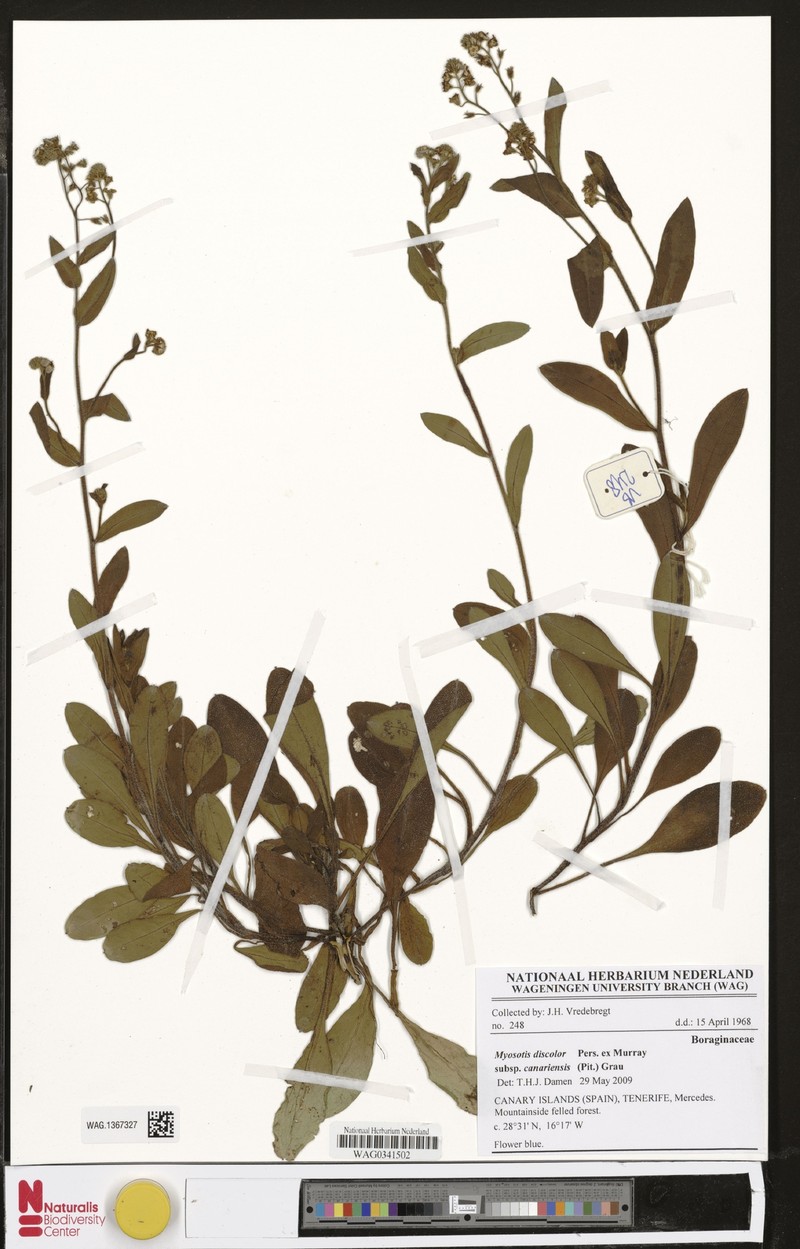 Myosotis discolor subsp. canariensis photo 3